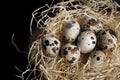Some quail eggs in a black ceramic bowl Royalty Free Stock Photo