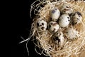 Some quail eggs in a black ceramic bowl Royalty Free Stock Photo