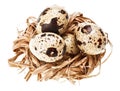 Some quail eggs in the straw nest