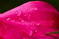 Some raindrops are fallen on a leaf of a violet tulip in the sunlight, macro