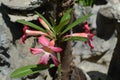 Some red frangipani flowers