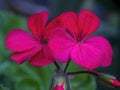 Some red geranium flowers at a garden 2 Royalty Free Stock Photo