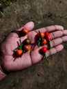 Some red indian chilli on my hand in the daytime and sunlight fall on it