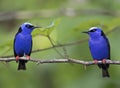 Red-legged honeycreepers Cyanerpes cyaneus Costa Rica