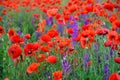 Some red poppies on green field in sunny day. Field of poppies spring Royalty Free Stock Photo