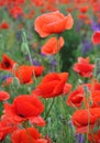 Some red poppies on green field in sunny day. Field of poppies spring Royalty Free Stock Photo