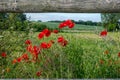 Some red poppies stand at the edge of a field