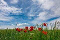 Some red poppies under a blue sky with white beautiful clouds on a sunny summer day Royalty Free Stock Photo