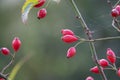 Red rose hip fruits hang on a rose hip bush in autumn Royalty Free Stock Photo