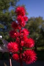 Red spikey Flowers Royalty Free Stock Photo