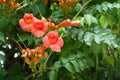 Some reddish orange flowers of Campsis radicans