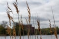 Some reed blowing in the wind in front of a lake with the Svaneholm castle on the other shore of the lake