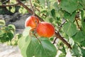 some ripe apricots on an apricot tree Royalty Free Stock Photo