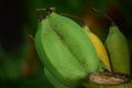 Some of the ripe bananas are newly cut bananas.