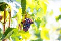 ripe blue grapes in a vineyard Royalty Free Stock Photo