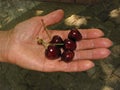 Some ripe cherry fruits