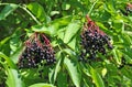 Some ripe elderberry on branch