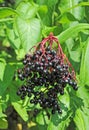 Some ripe elderberry on branch