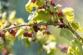 Ripe gooseberries in the garden Royalty Free Stock Photo
