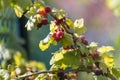 Ripe gooseberries in the garden Royalty Free Stock Photo