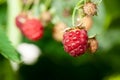 Some ripening raspberries on the bush Royalty Free Stock Photo