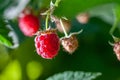 Some ripening raspberries on the bush Royalty Free Stock Photo