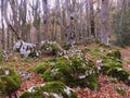 Rocks with moss in the beech forest in autumn, Bosco S.Antonio, Abruzzo area, Italy Royalty Free Stock Photo