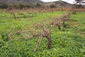 Rows of a vineyard in winter Royalty Free Stock Photo