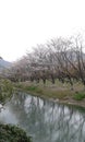 some sad Cherryblossom trees