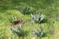 Sansevieria Green Leaves Plants