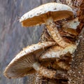Some Scaly Bundle Fungi (Pholiiata squarrosa) on a tree trunk Royalty Free Stock Photo