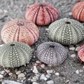 Some sea urchin shells close up on wet sand beach. Royalty Free Stock Photo