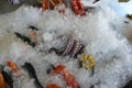 Some seafood on ice at the harbor of Chania. Crete, Greece. Royalty Free Stock Photo