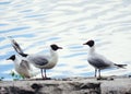 Some seagulls on a cliff