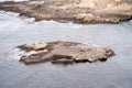 Some seals and sea lions are resting on top of a rock in the coast of Point Lobos, California Royalty Free Stock Photo