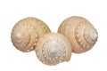 Some seashells of sea snail isolated on white background, close up Royalty Free Stock Photo
