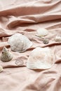Some seashells on textile background. Sea shells maritime wealth Royalty Free Stock Photo