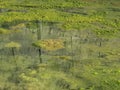 seaweed floating in a pool with reflections of trees in the water Royalty Free Stock Photo