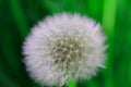 Some see a weed...some see a wish, dandelion in field.