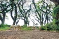 Some sheep around the tourist attraction de Djawatan forest benculuk