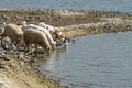 Some sheep drinking water on the shore