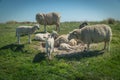 Sheep eat grass on a dike Royalty Free Stock Photo