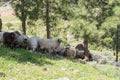 Some sheep in the shade of the trees