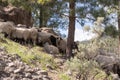 Some sheep in the shade of the trees