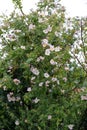 Some shrubs of wild rose in Lower Austria, Weinviertel