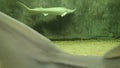 Siberian sturgeons swimming