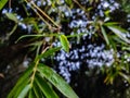 Some small dew drops fall on a small young bamboo leaf close up shot on a winter morning Royalty Free Stock Photo