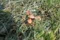 some small mushrooms in a meadow