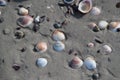Seashells in The Beach Sand