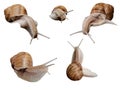 Some snails isolated